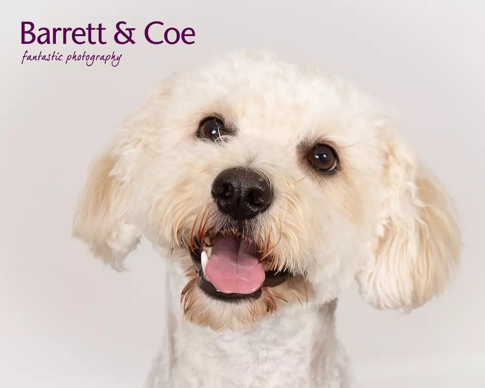 Pet Photoshoot I 8'' x 6'' Print I Barrett & Coe Studios