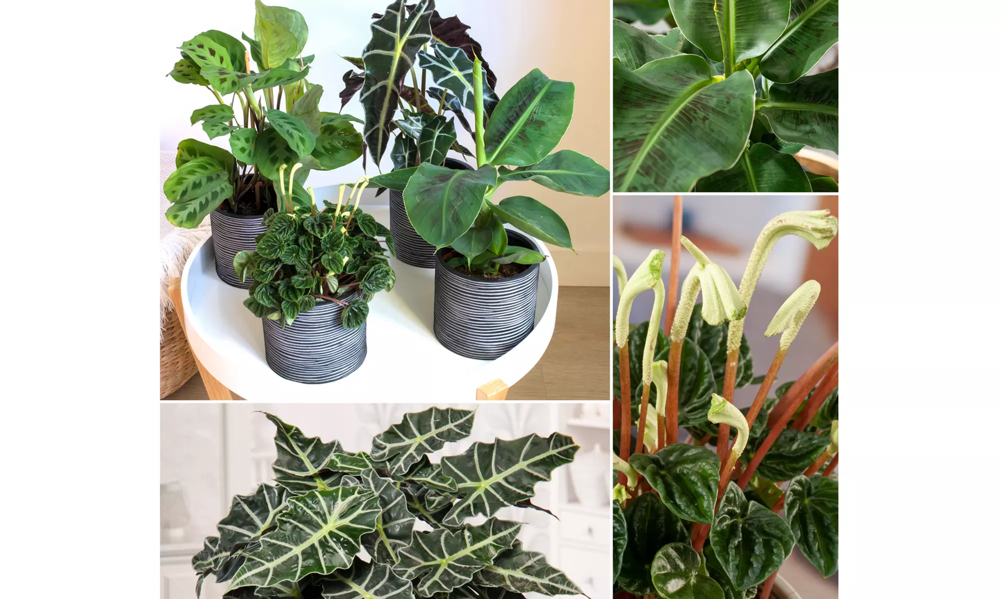 Mix van 4 kamerplanten