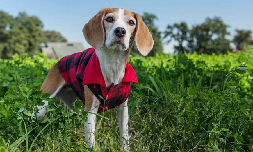 dog flannel vest