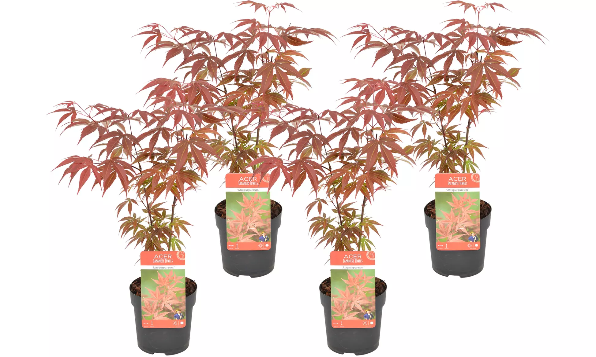 Set de 4 érables du Japon