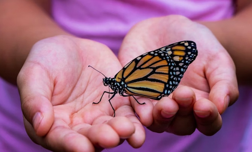 Image 11: Discover Vibrant Colors w/ Dubai Butterfly Garden Pass:1, 2,/ 4 Adults