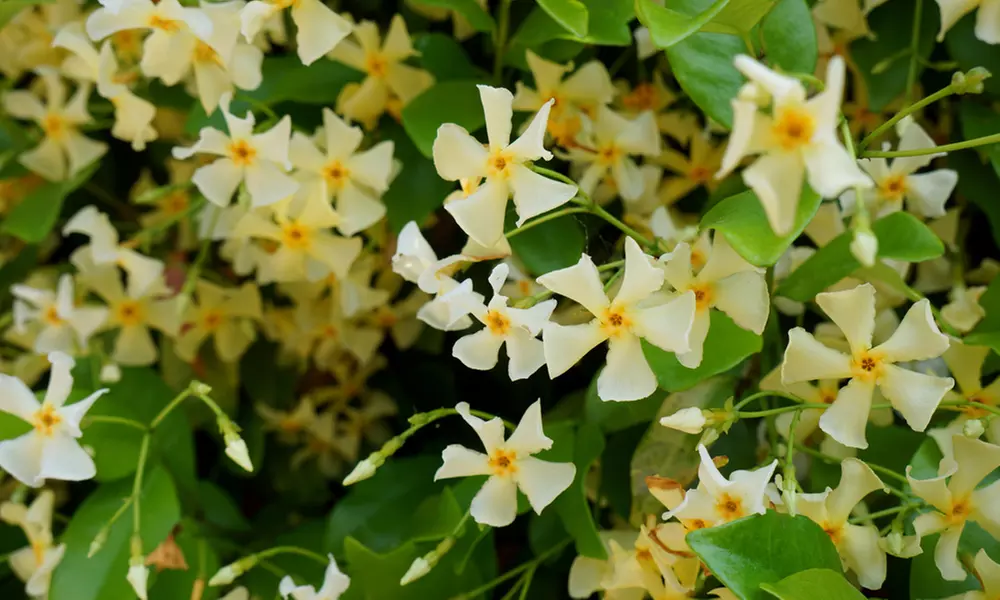 Climbing Scented Star Jasmine Potted Plants