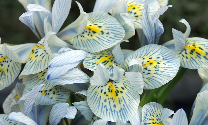 Image 12: Mixed Spring Iris Bulbs - Up to 200 Bulbs