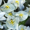 Image 12: Mixed Spring Iris Bulbs - Up to 200 Bulbs