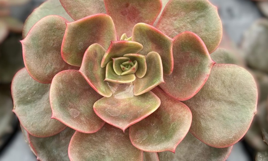 Image 5: 4 or 8 Echeveria Jumbo Plug Collections with Optional Bowl Planter