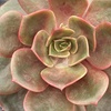 Image 5: 4 or 8 Echeveria Jumbo Plug Collections with Optional Bowl Planter