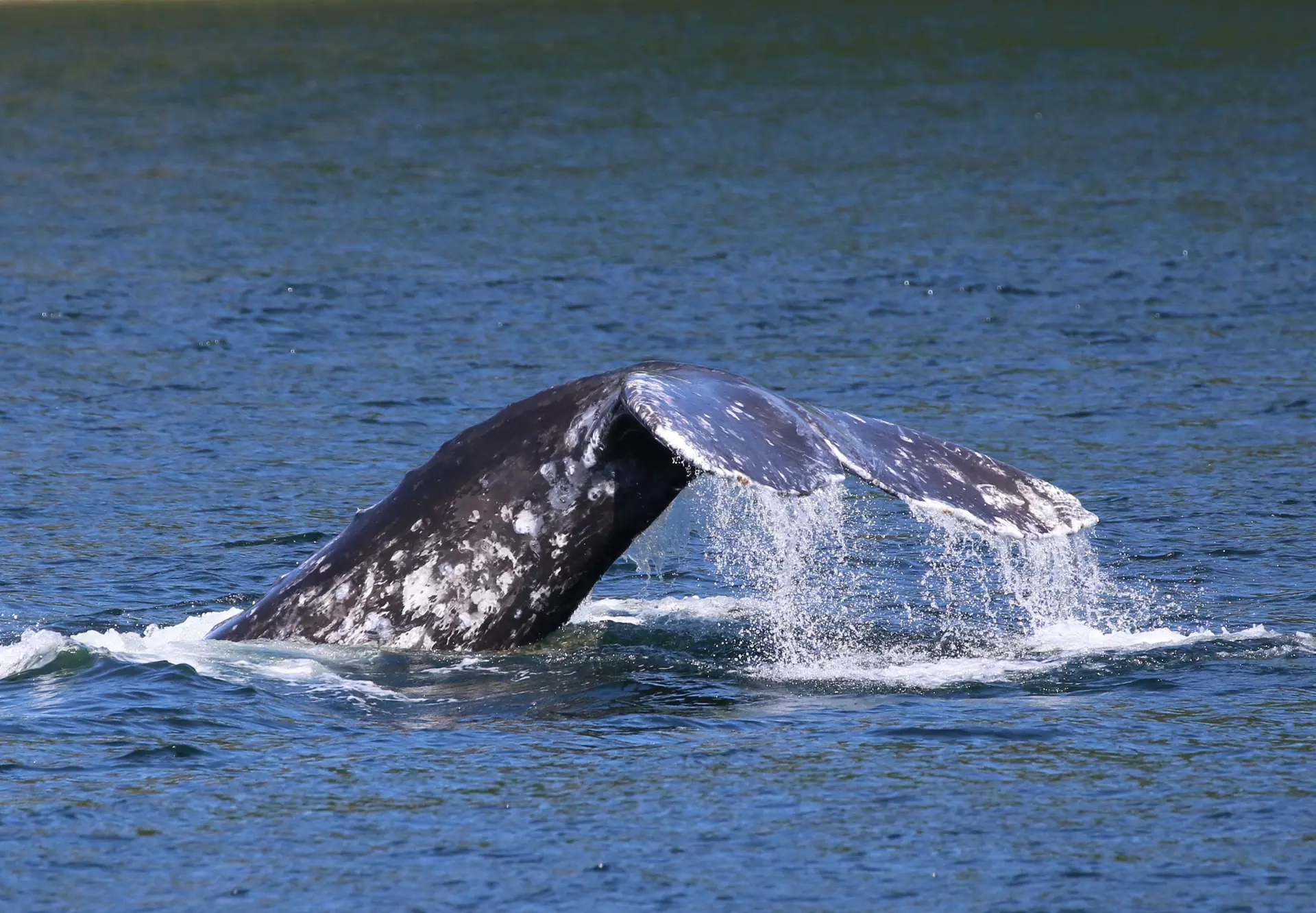 Two-Hour Gray Whale Tour From Everett, Valid April 2 to April 24, 2022 from Island Adventures - Primary Image