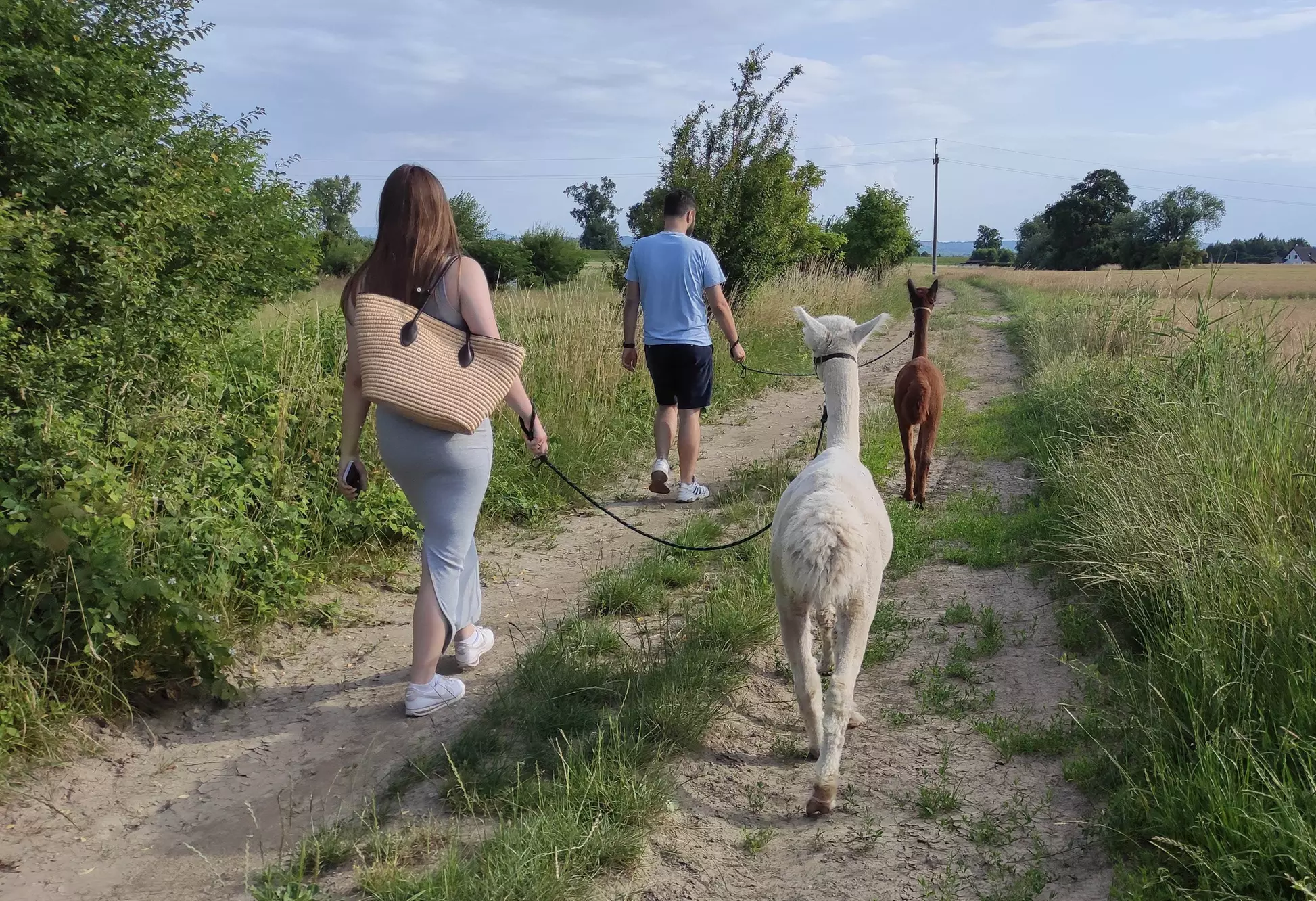 Wybierz się na spacer z alpakami po malowniczych łąkach – dla 1-6 osób