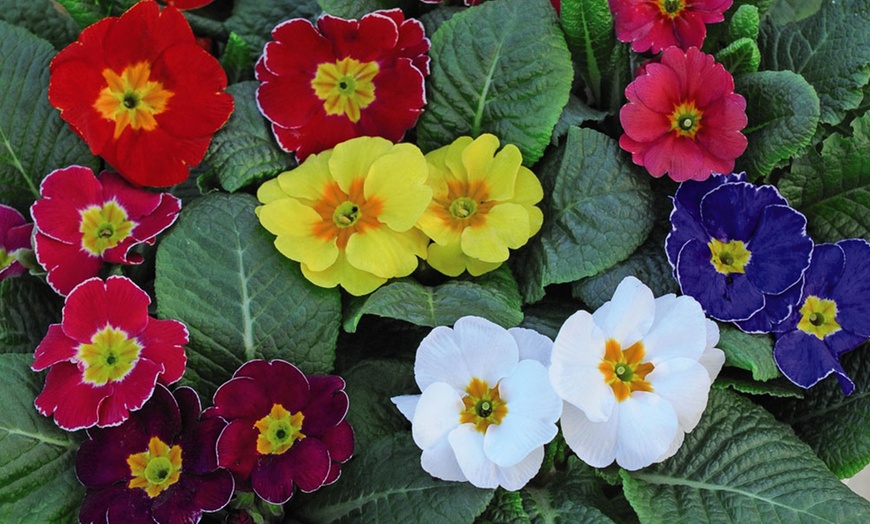 Image 8: Winter Flowering Primrose Mix - 24, 48 or 72 Plug Plants