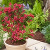 Image 1: Two or Four Rootz  Weigela Red Prince P17 Set 