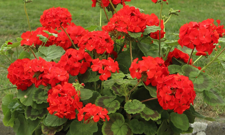 Image 2: 30 Packs of Warm Summer Glow Collection Garden-Ready Plants