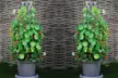 1 or 2 Tower Patio Pot with Trellis - Modern Grey or Black with Gold - Image 2