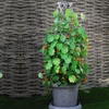 Image 2: 1 or 2 Tower Patio Pot with Trellis - Modern Grey or Black with Gold