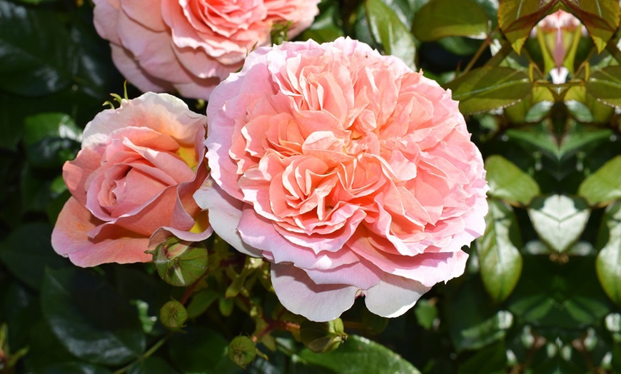 Image 5: Rose of the Year Winners Collection - 4 Plants