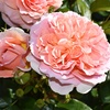 Image 5: Rose of the Year Winners Collection - 4 Plants