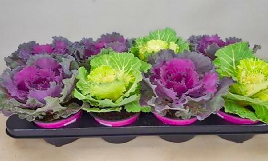 Image 2: Brassica Ornamental Cabbage Plants