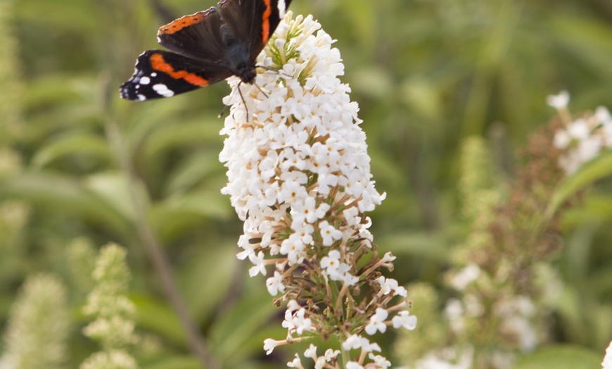 Image 2: Yougarden Tricolour Buddleia Butterfly Bush