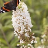 Image 2: Yougarden Tricolour Buddleia Butterfly Bush