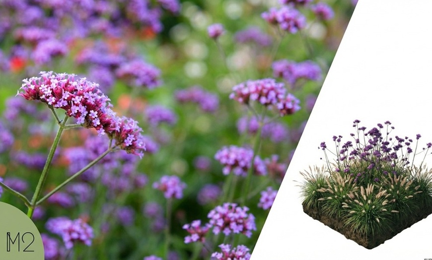 Image 3: Pack di fiori per aiuola di NatureNest