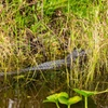 Image 4: Everglades Airboat Tour featuring Wildlife Show, Alligators & More