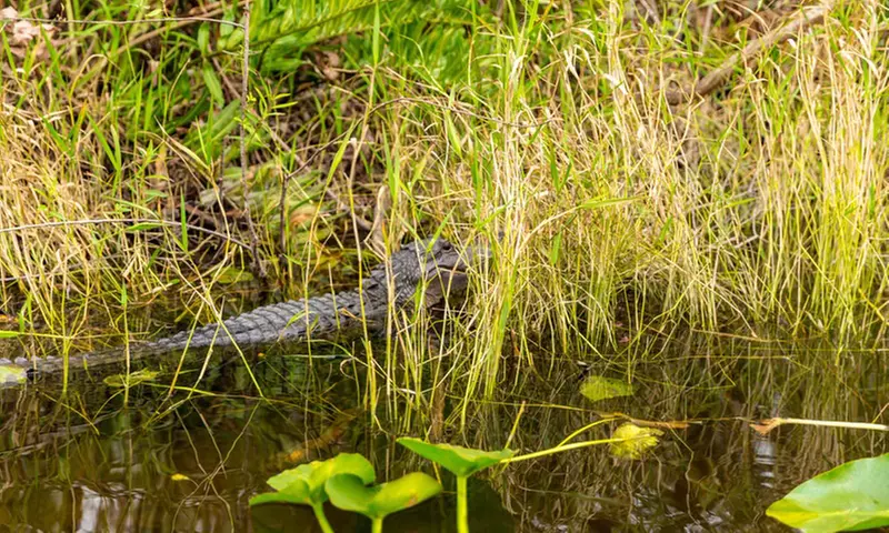 Everglades Airboat Tour featuring Wildlife Show, Alligators & More