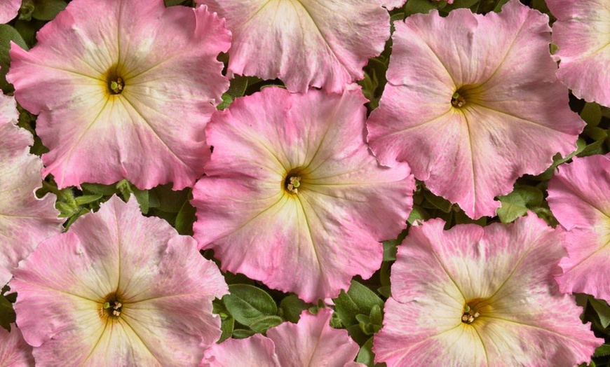 Image 3: Petunia 'Raspberry Shake' / 'Navy Velour' or Pink Pastel 