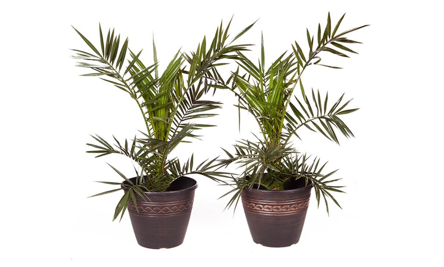 Image 2: Pair Phoenix Palms with Two Infinity Planters