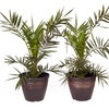 Image 2: Pair Phoenix Palms with Two Infinity Planters