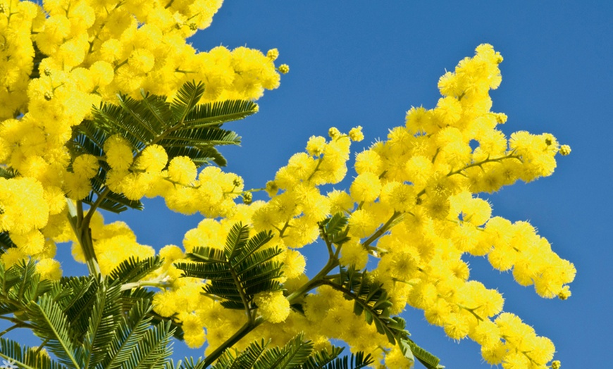 Image 4: Exotic Mimosa Trees 9cm Pot – One, Two or Three Plants