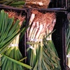Image 4: Cajas de calçots con salsa romesco