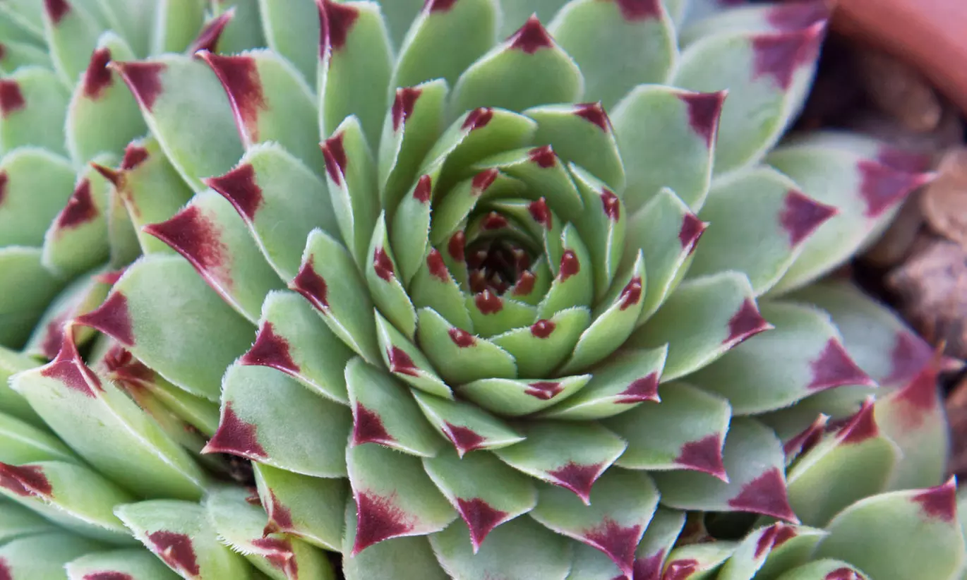 Live Hens and Chicks Succulent Plant - Second Medium
