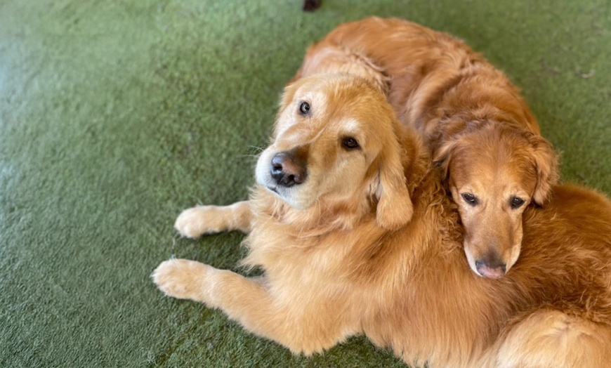 Image 5: 3 or 7-Night Dog Boarding Stay at Best Friends Pet Hotel