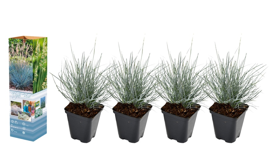 Image 4: 4er- oder 8er-Set Schafschwingel „Elijah Blue“