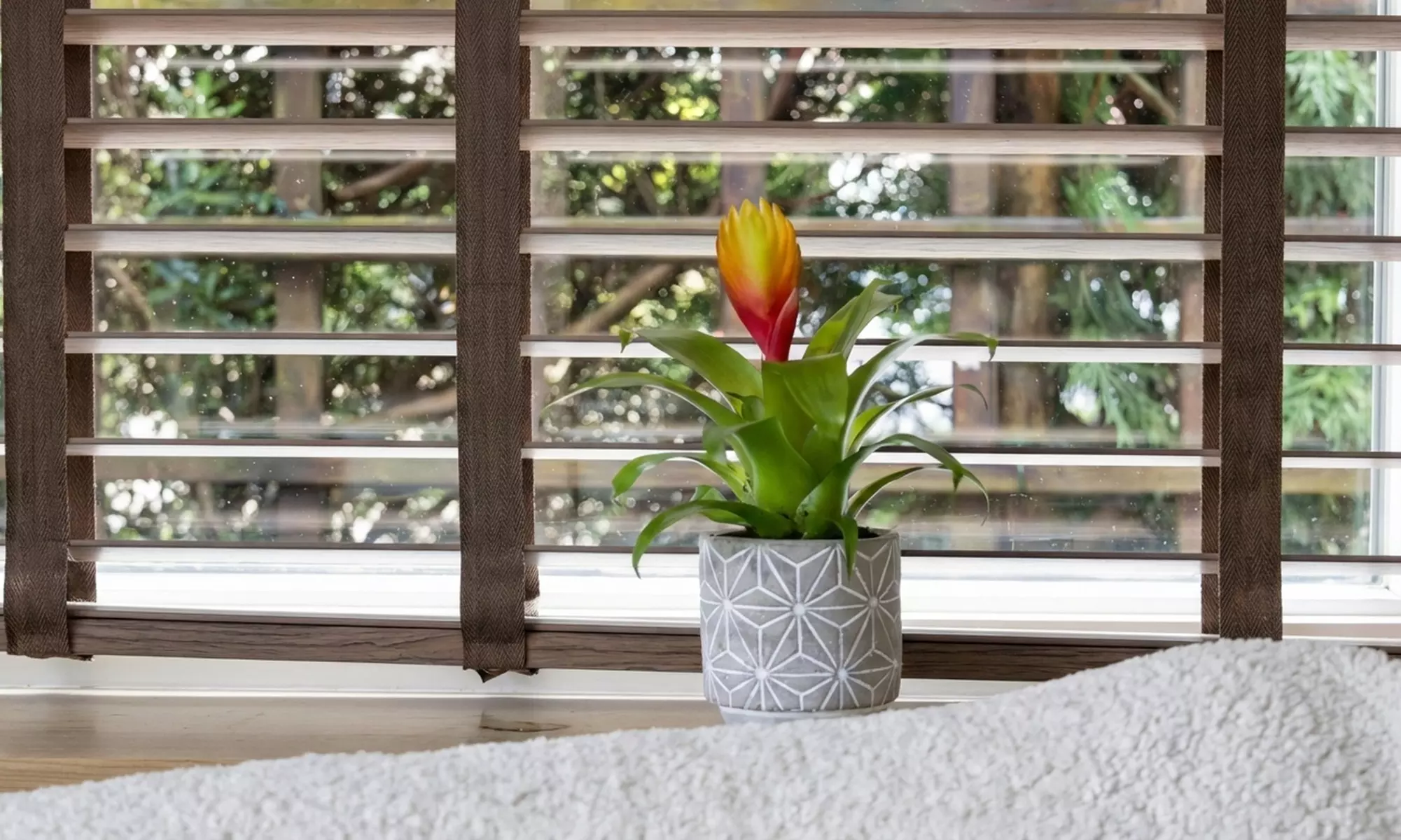 Rootz 3er-Set Tillandsien (Tillandsia Vriesea Dorado)