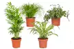 Lot de 4 de plantes d'intérieur résistantes ou adaptées aux animaux domestiques - Second Medium