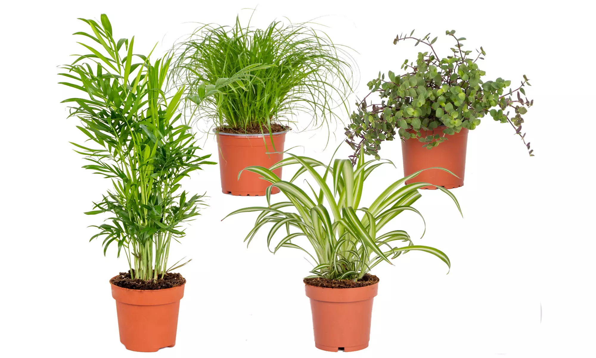 Lot de 4 de plantes d'intérieur résistantes ou adaptées aux animaux
