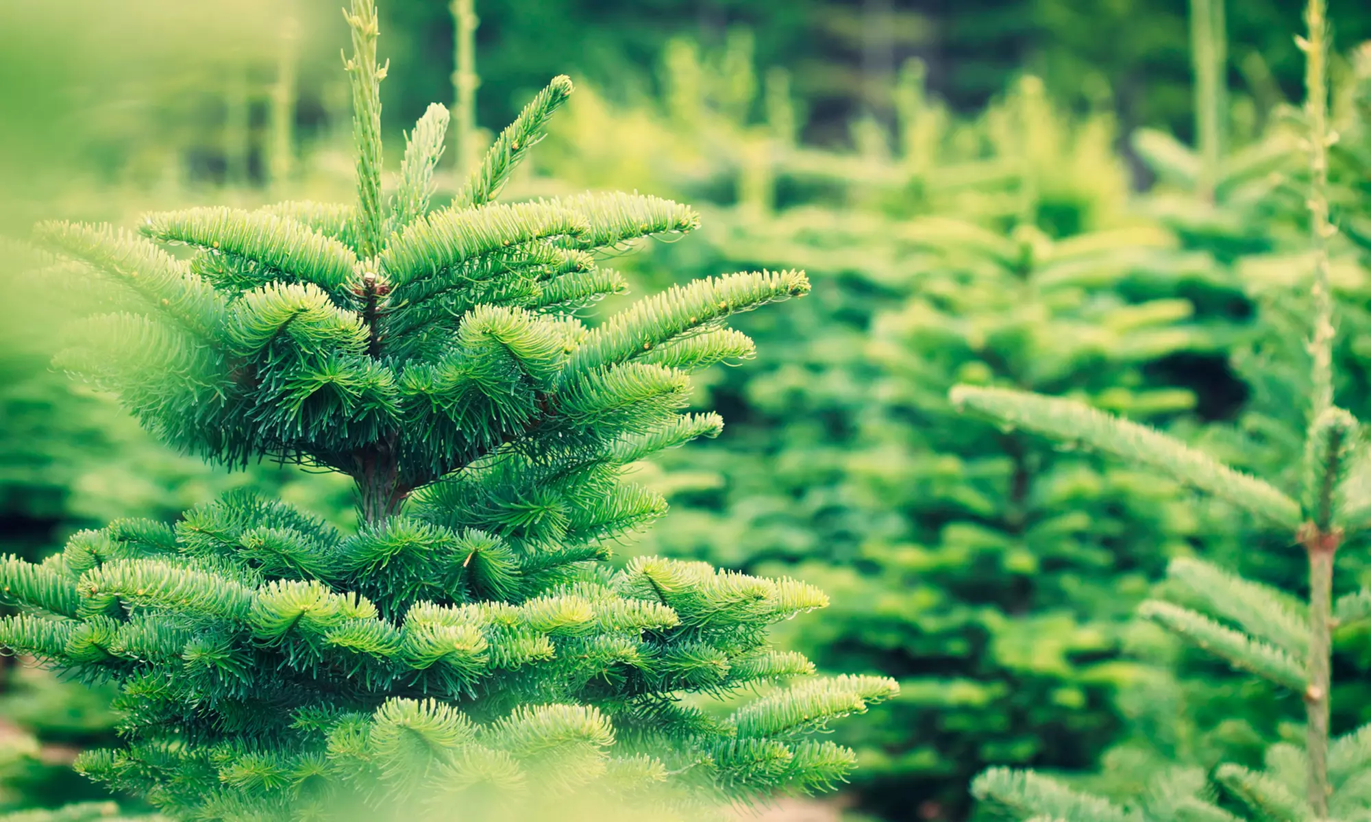 $50 Towards a Five-Foot or Taller Christmas Tree by Mr. Jingles Christmas Trees (Up to 26% Off) - Primary Image