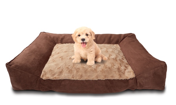 Groupon pet sale bed