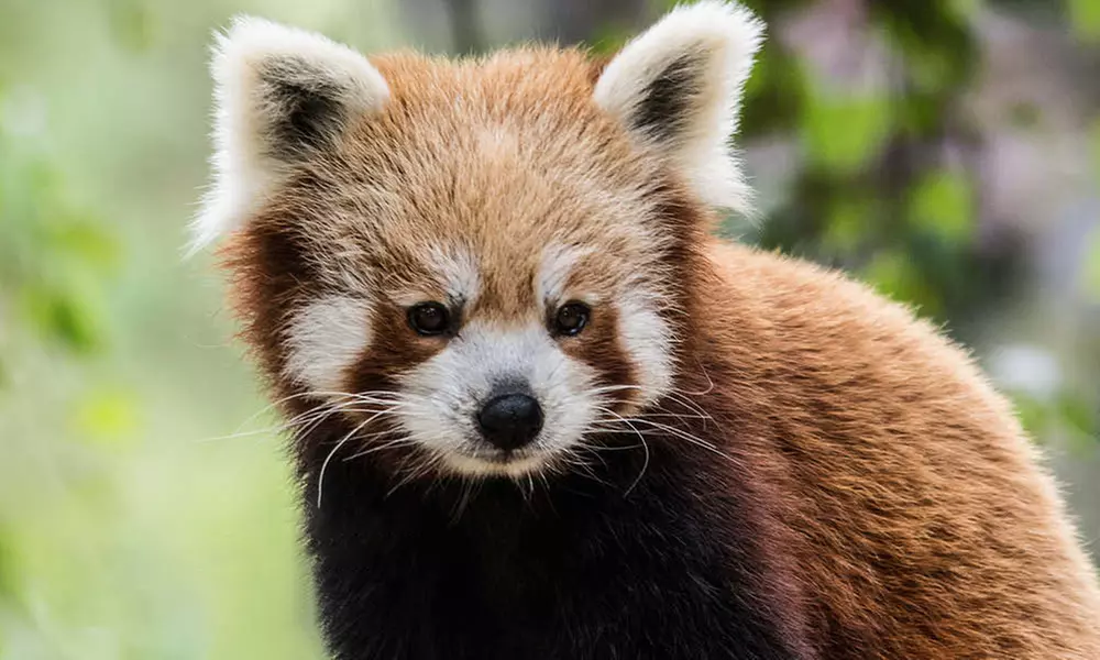 Discover Diverse Wildlife this Easter with Immersive Animal Experiences at Banham Zoo Norwich