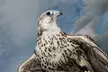Up to 60% Off on Falconry - Recreational at The Falconry School - Image 5