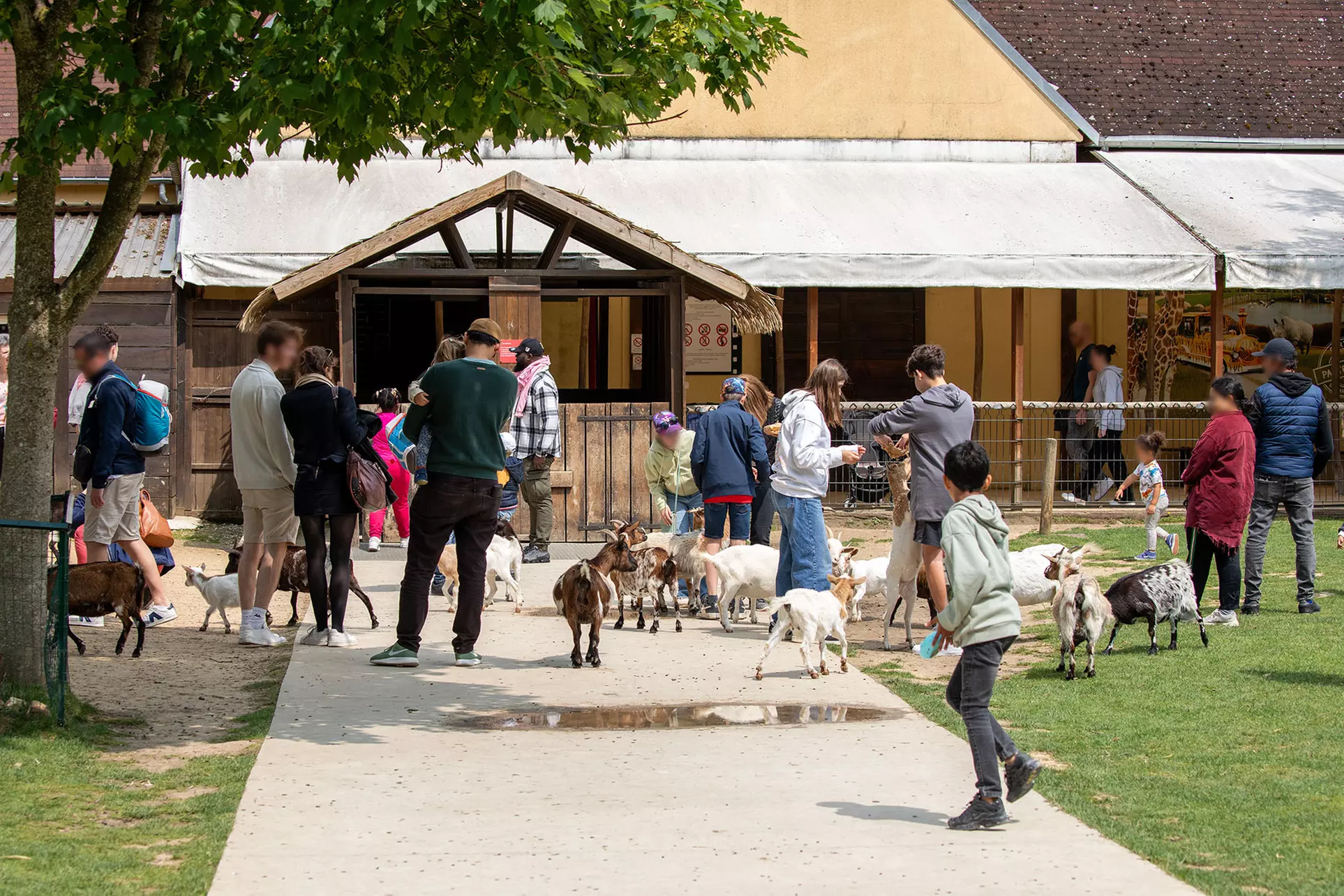 Safari animalier près de Paris avec accès Terre de Singes