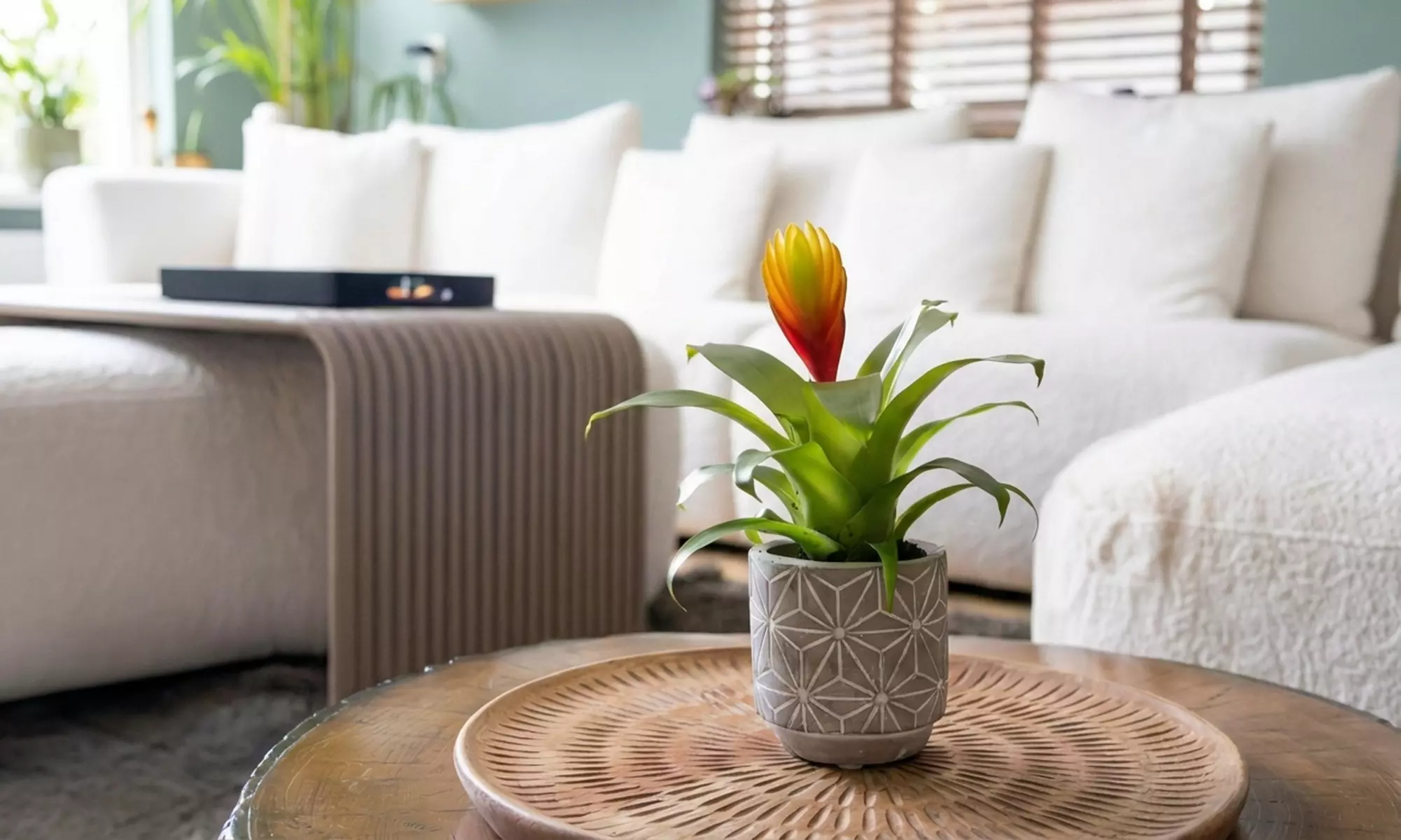 Plante d’intérieur exotique et facile d’entretien Vriesea 'Dorado' en pot plastique - Primary Image