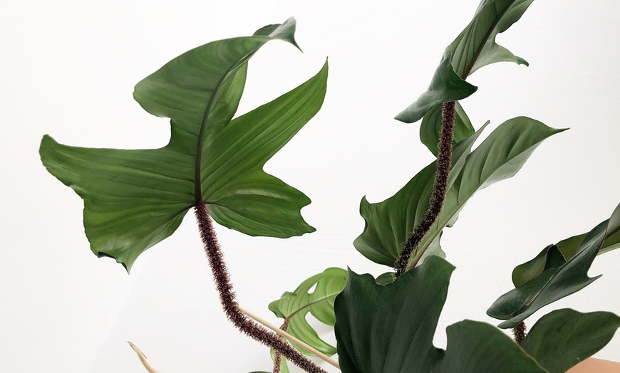 Image 2: Philodendron Florida Green