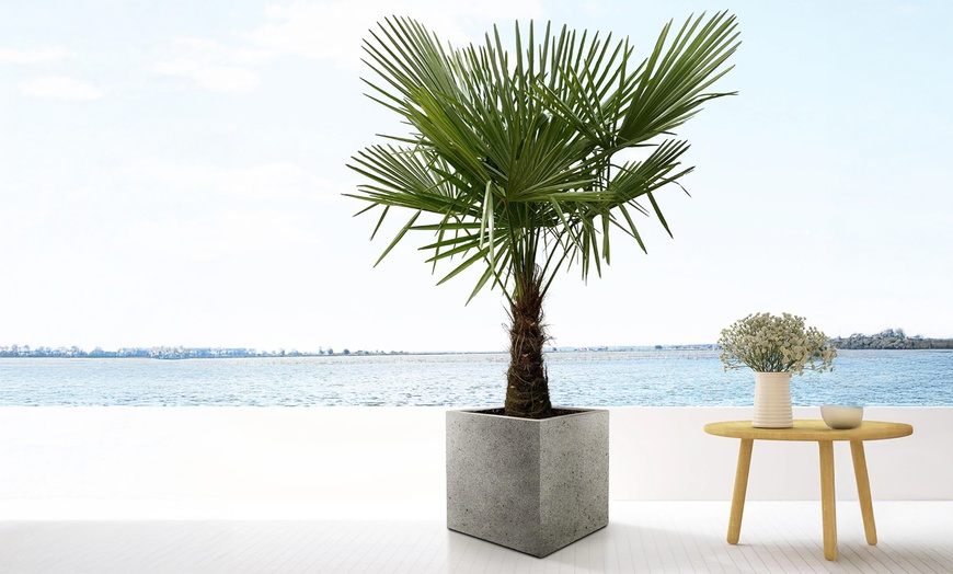 Image 1: 1 ou 2 palmiers "Trachycarpus fortunei" de Gardenzo