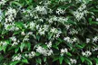 Climbing Scented Star Jasmine Potted Plants - Second Medium
