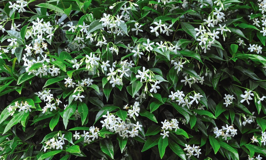 Image 2: Climbing Scented Star Jasmine Potted Plants 