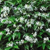 Image 2: Climbing Scented Star Jasmine Potted Plants 