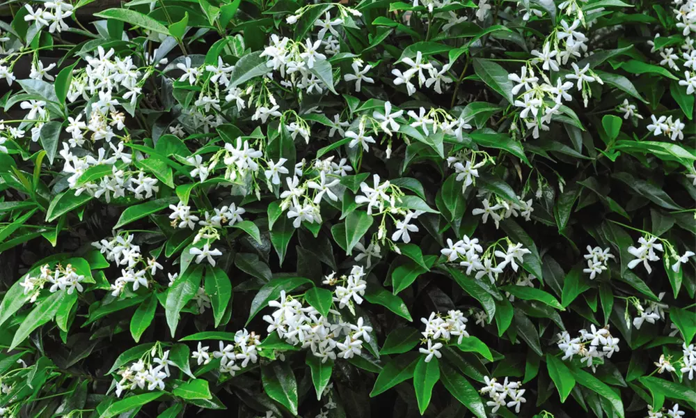 Climbing Scented Star Jasmine Potted Plants