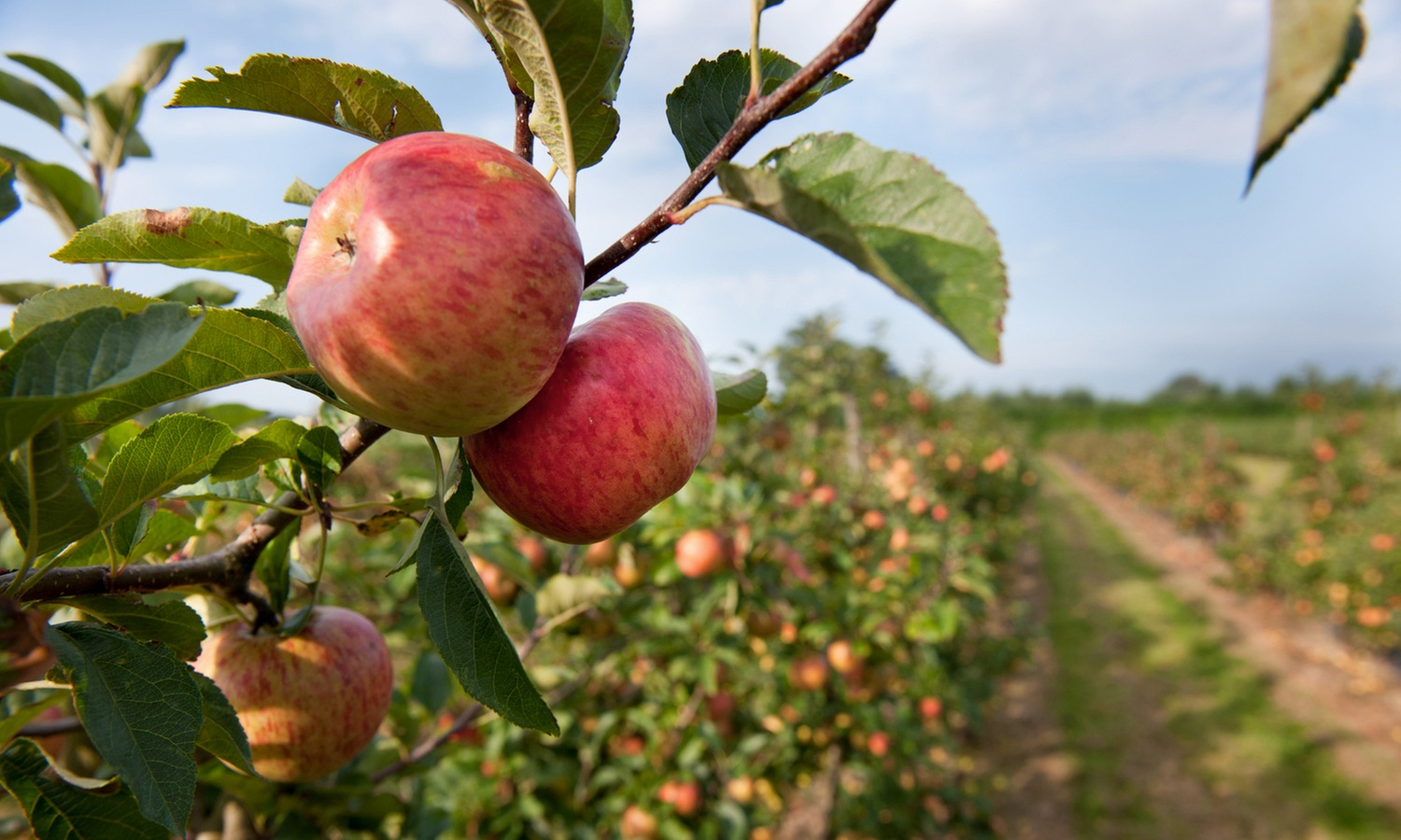 Árboles frutales de Rootz