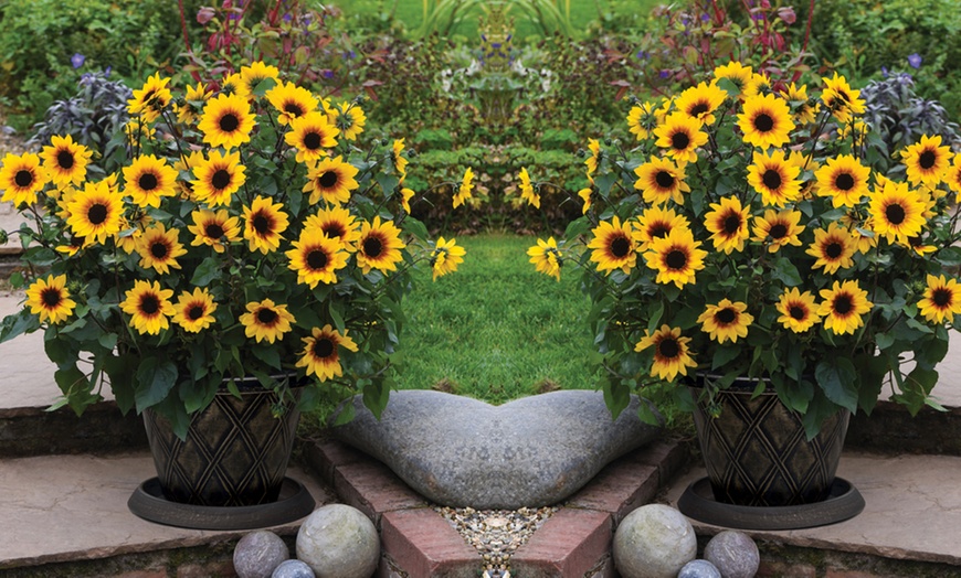 Image 1: One, Two or Three Helianthus Sunflower SunBelievable Plants